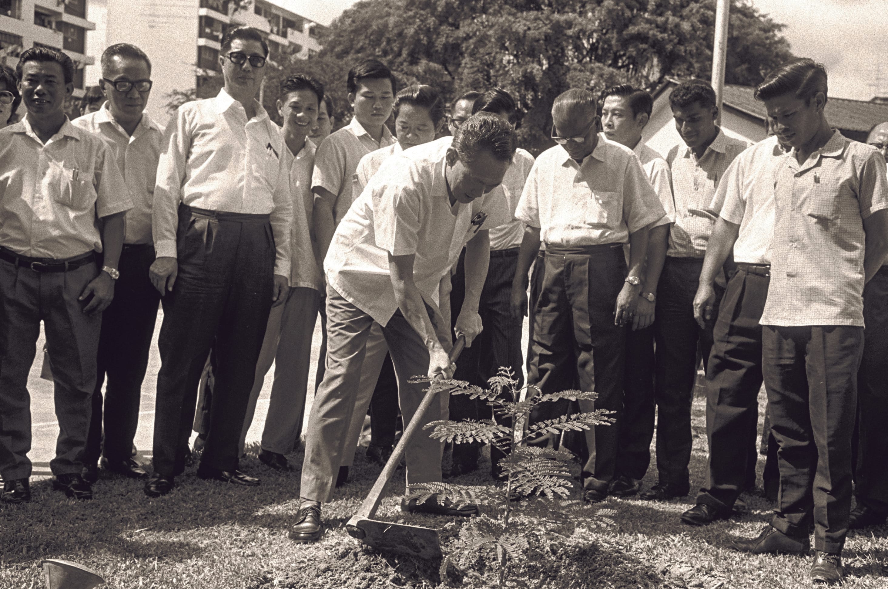 Former Prime Minister Lee Kuan Yew planting a Yellow Flame tree on Tree Planting Day in 1971. Courtesy of National Archives of Singapore.